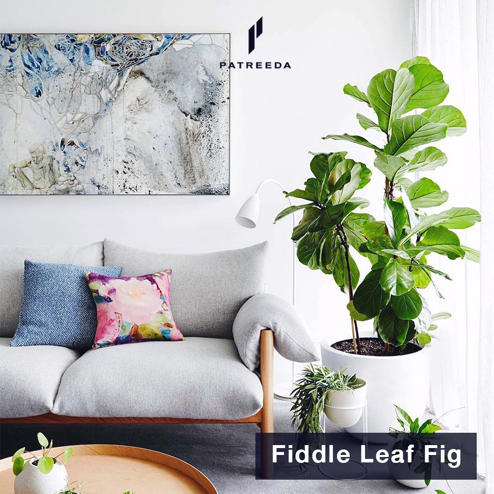 ต้นไทรใบสัก (Fiddle Leaf Fig)