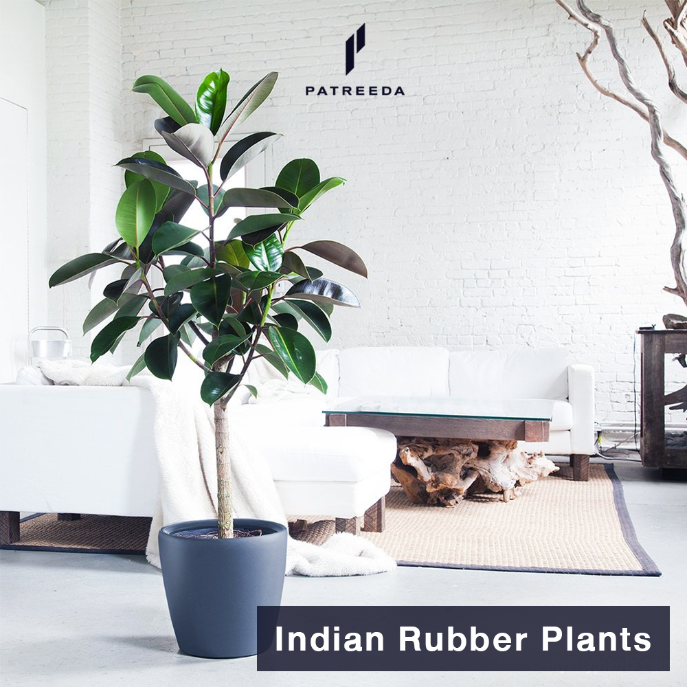 ต้นยางอินเดีย (Indian Rubber Plants)